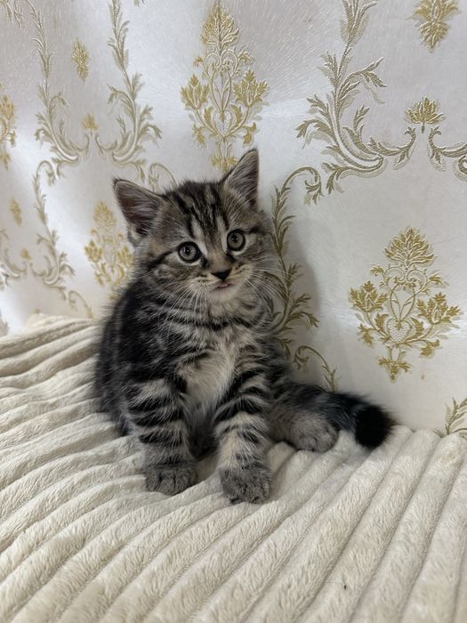 Шотландські кошенята