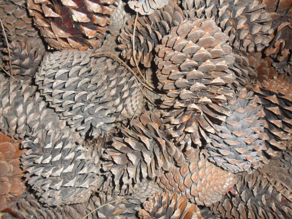 Pinhas 50 saco,  Palete plástica