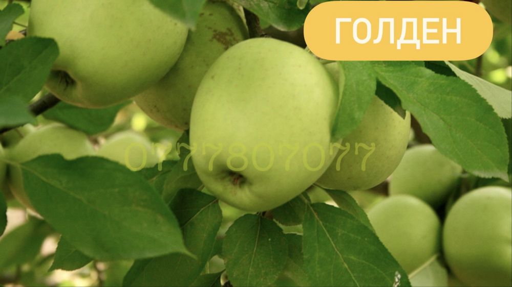 Яблука Садженці Слива Персик Айва Никтарин Саженці  Груша Инжир