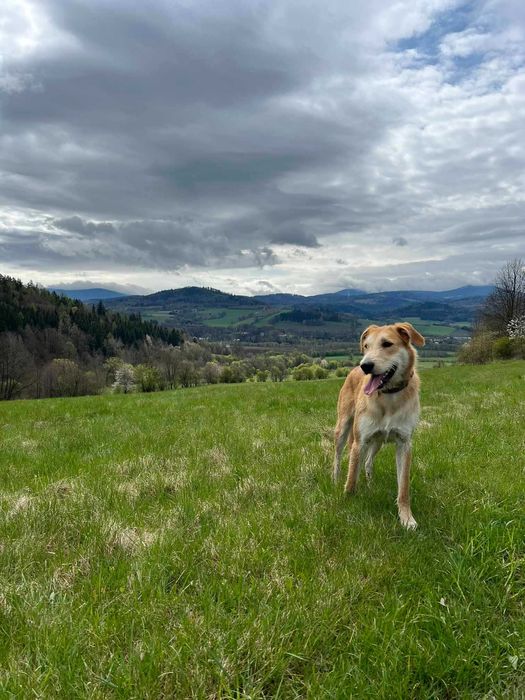 Energiczny Perez szuka odpowiedzialnego domu