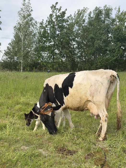 Продам корову з телям