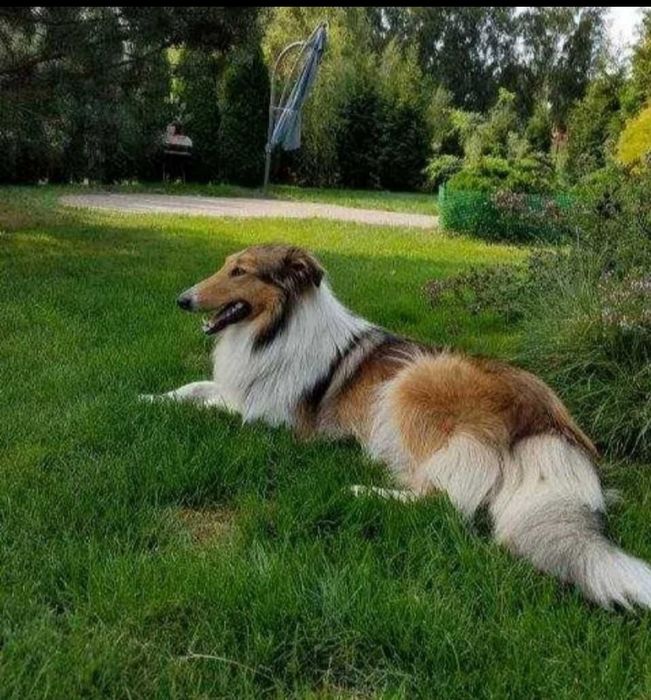 Owczarek szkocki Collie długowłosy SUNIA