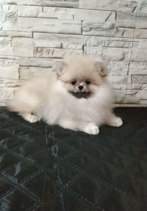 Класна  померашка