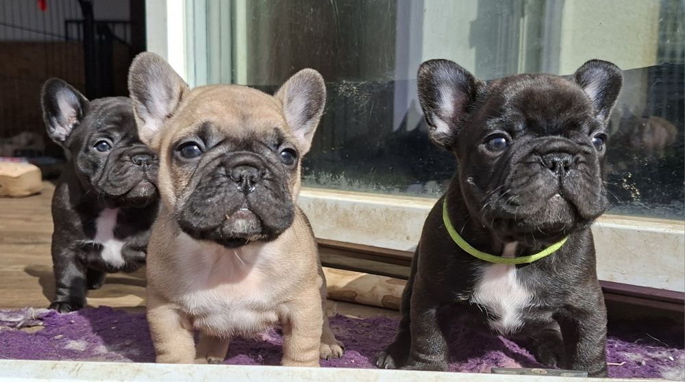 NEVILLE - Buldog Francuski FCI