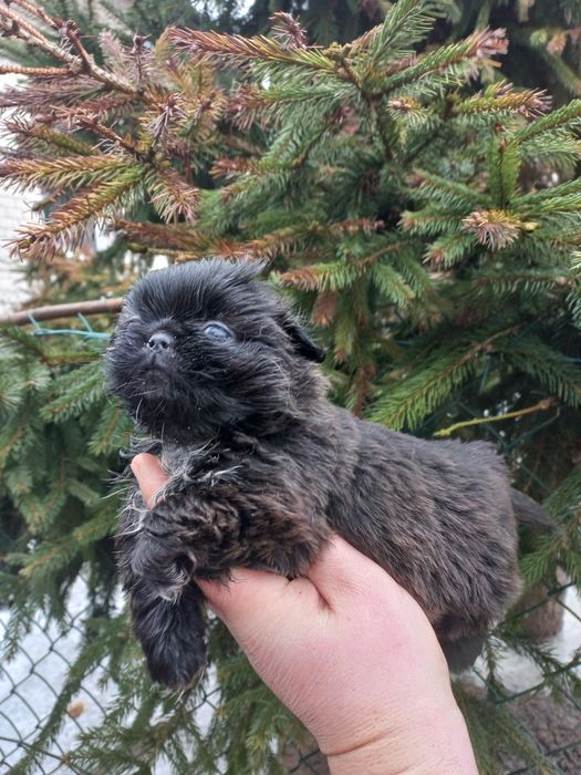 Pekińczyk miniaturka