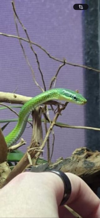 Wąż Gonyosoma Prasinum żielony
