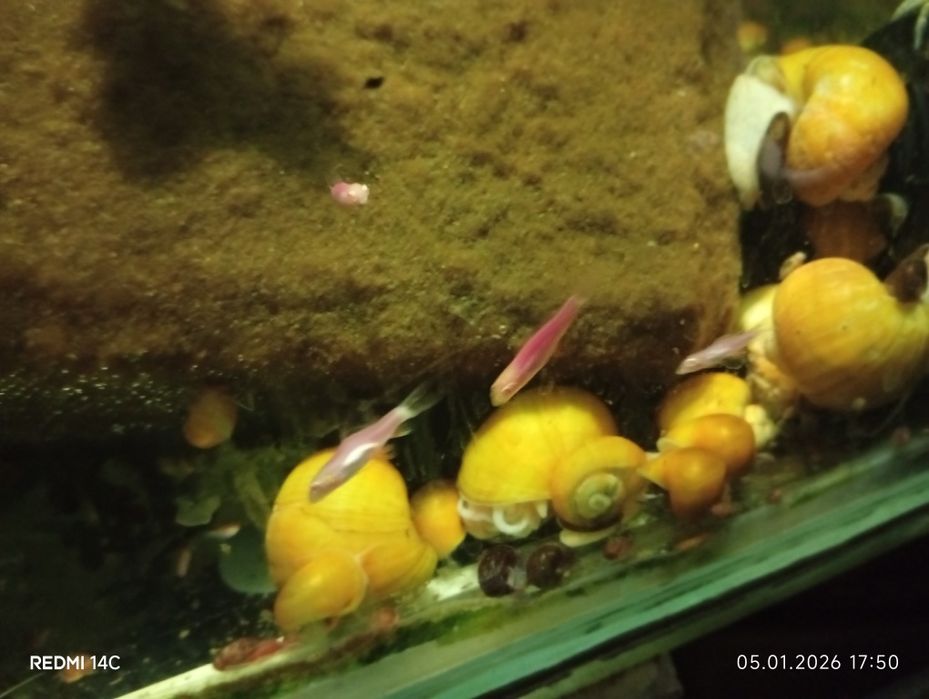 Продам взрослых рыб Лабео.Сом.