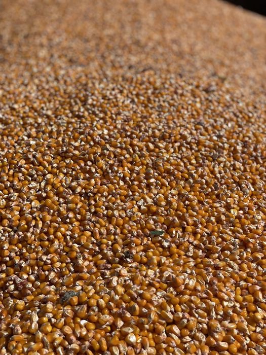 Milho miudo belgrano