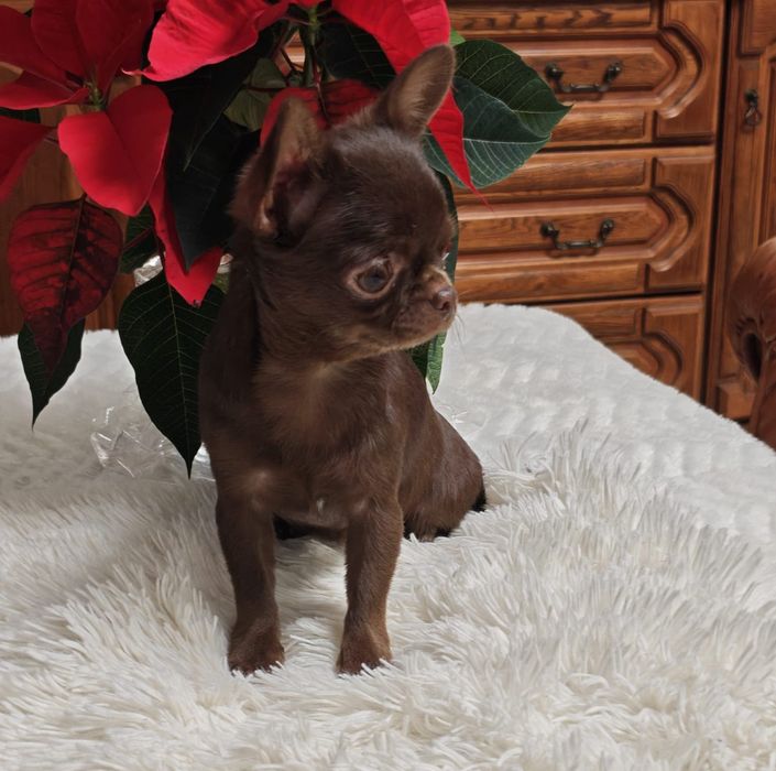 Suczka chihuahua xxxs umaszczenie czekoladowe