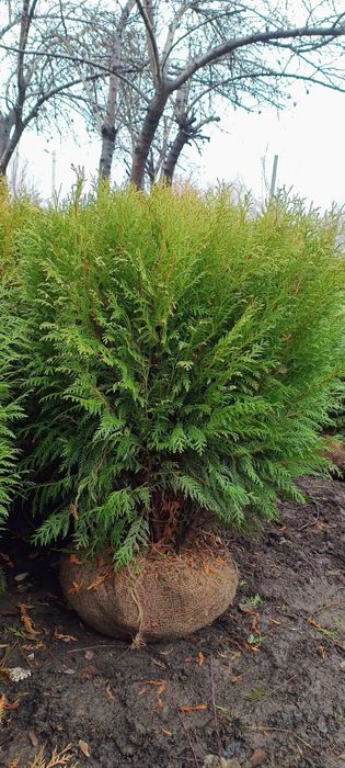 Великі Ялини.220см 3000гр