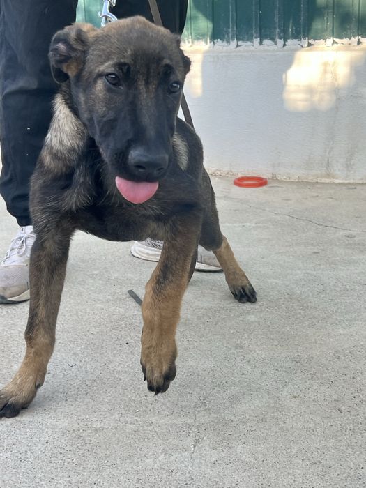 Pastor Belga Malinois