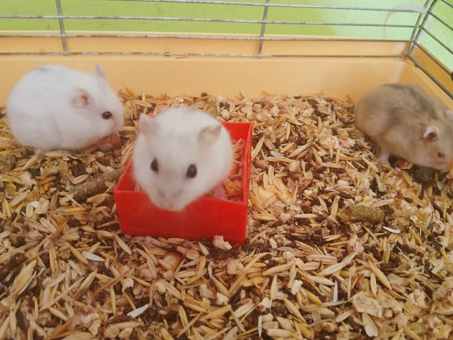 Джунгарский хомяк