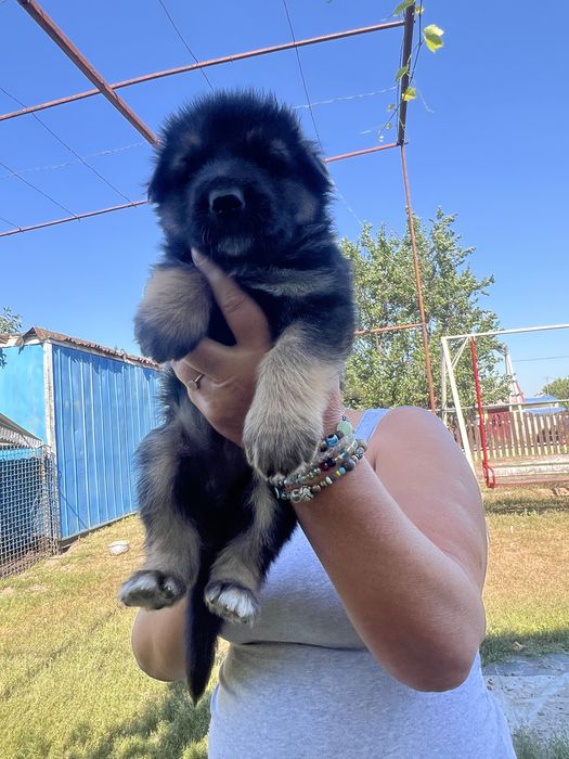 Продам цуценят німецькоі вівчарки