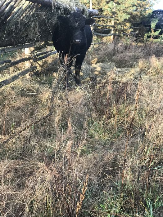 Продам бика , деталі за телефоном