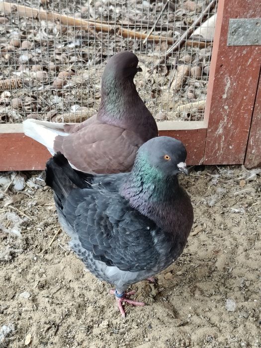 Gołębie Kingi ozdobne