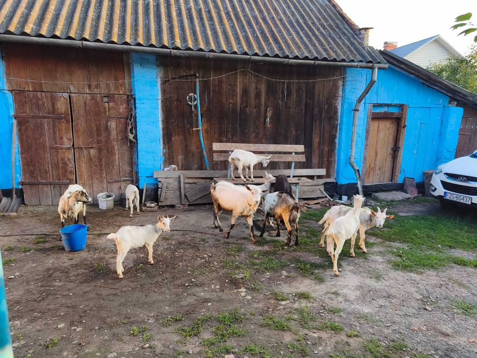 Продам кіз дійні