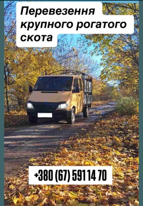 Перевозка крупного скота