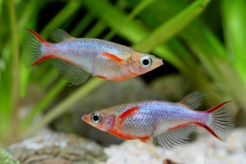 Ryżanka Oryzias (rarytas)