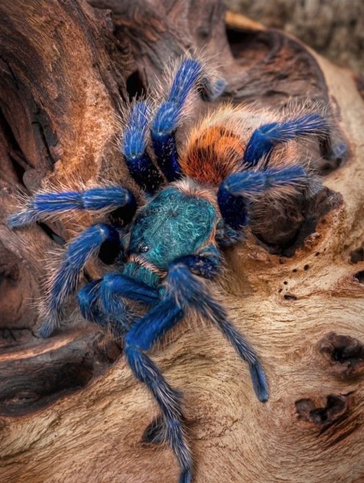 Chromatopelma cyaneopubescens L4/5 pająk ptasznik Chromka sprzedam podrostki L4/5