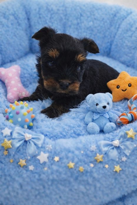 Prześliczny, maleńki York - Mega Cudo - Nie wybarwi się ! Rodowód Chip