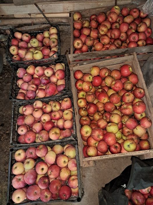 Яблука сортові 15 грн.кг.