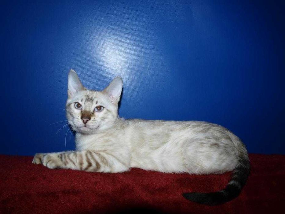 Распродажа. Девочка голубоглазая. Документы.