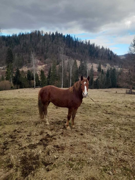 Продається молодий кінь