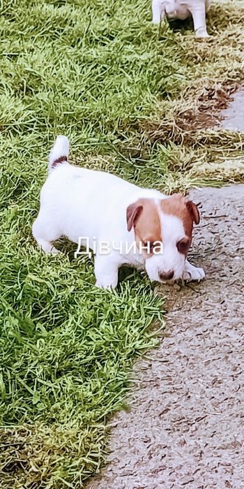 Джек Рассел тер'єр