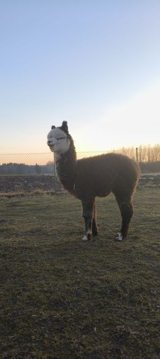 Alpaka Samiec PERU