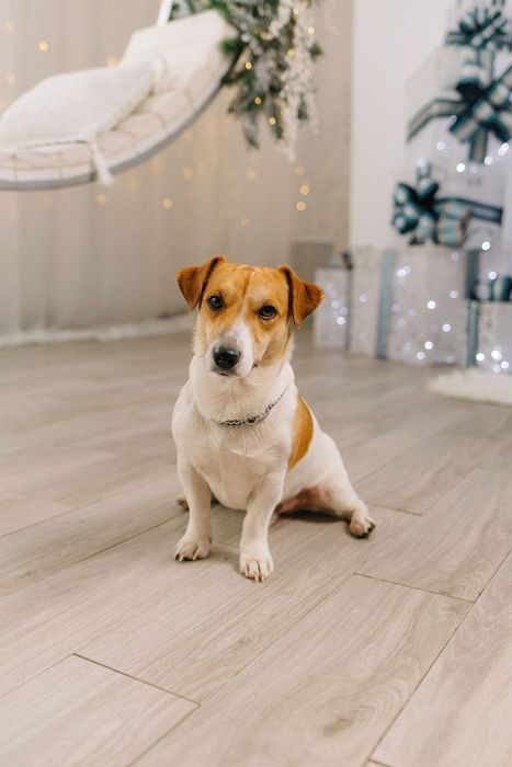 Вʼязка Jack Russell Джек Рассел