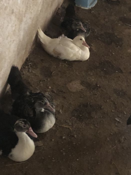 Pintos e patos mudos para venda