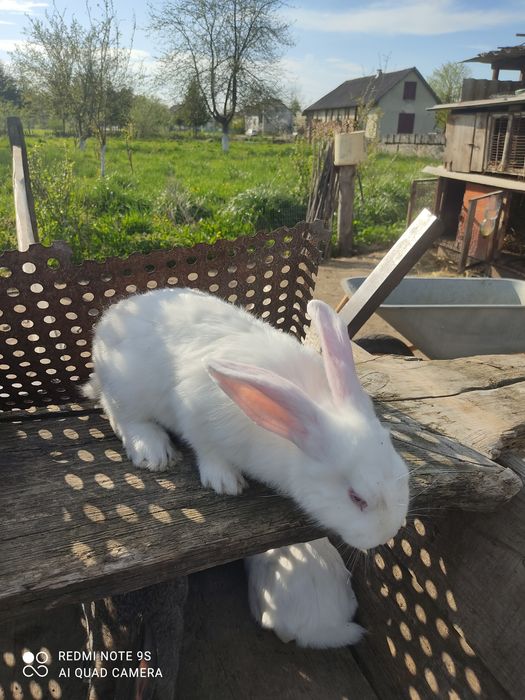 Продам кролики є різні