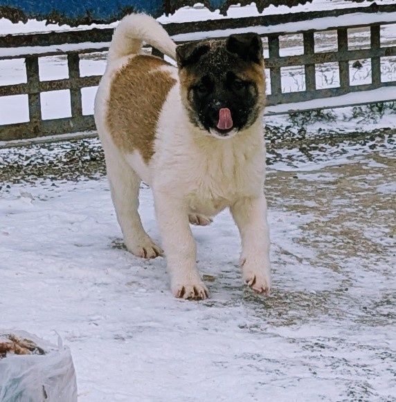 Акітята! Продаж!