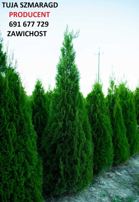 Thuja Tuja Tuje Szmaragd 150-170cm z gruntu PRODUCENT sadzimy