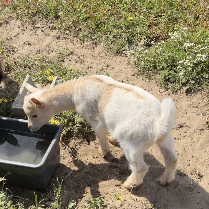 Cabrito anão macho - nascido a 8 de março de 2026