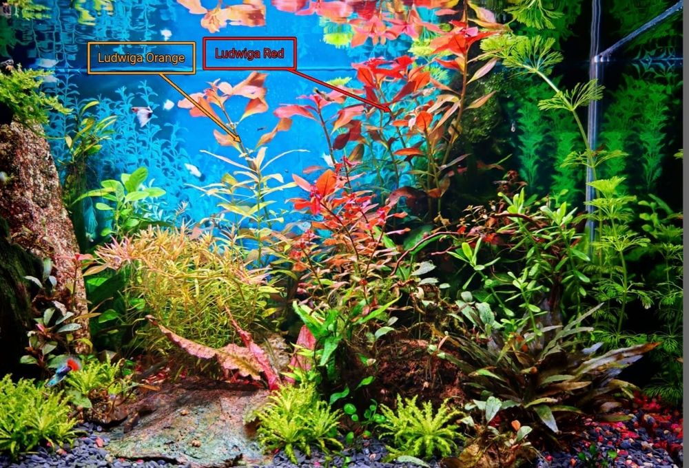 Roślinki do akwarium