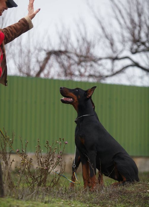 Чарівна дівчинка
