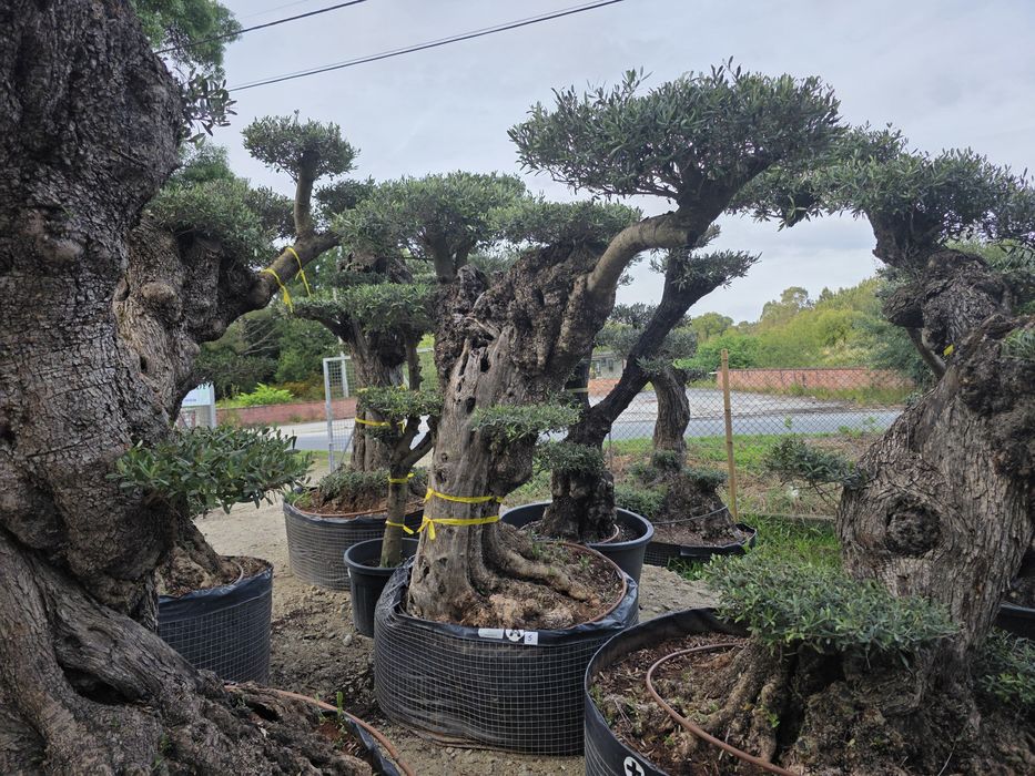 Oliveiras bonsai xl