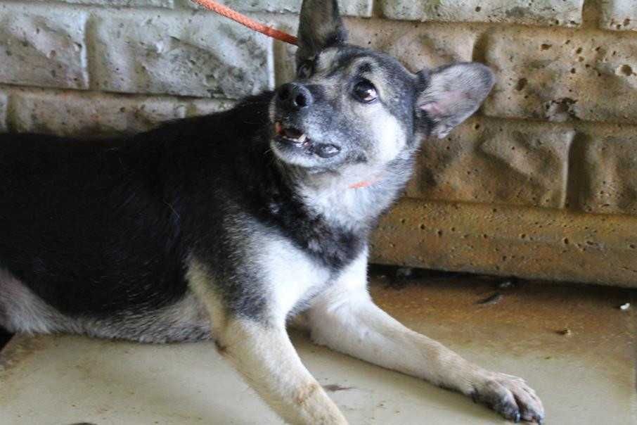 076327 Avis do adopcji