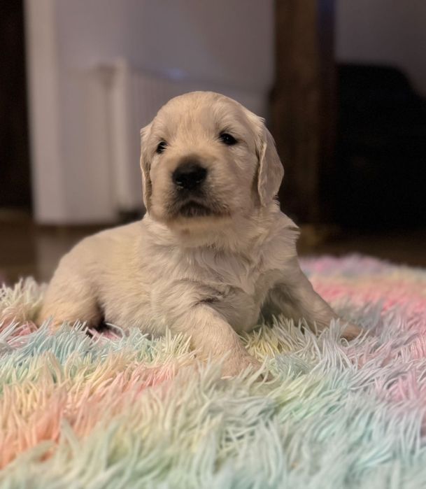 Golden Retriever z rodowodem FCI ZKWP