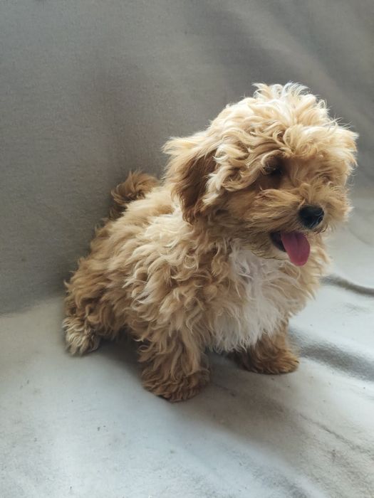 Maltipoo Apricot