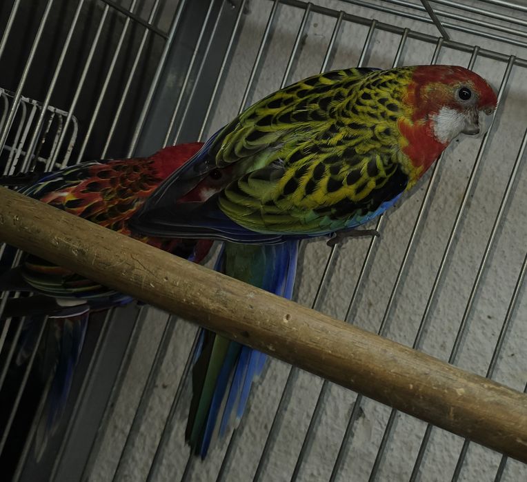 Roselias varias mutações