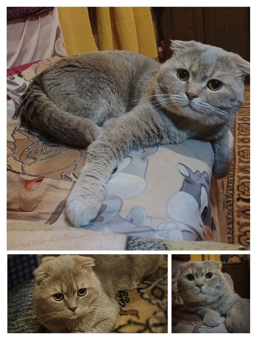 даром, шотландец и британка