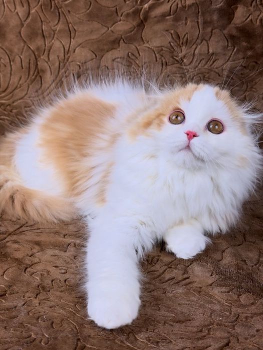 Шотландський довгошерстий чудовий хлопчик.