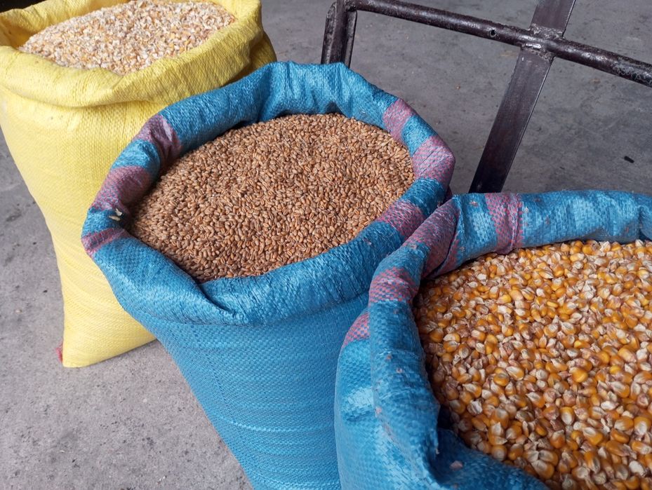 Dla drobiu pszenica kukurydza