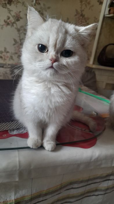 Шотландский котёнок