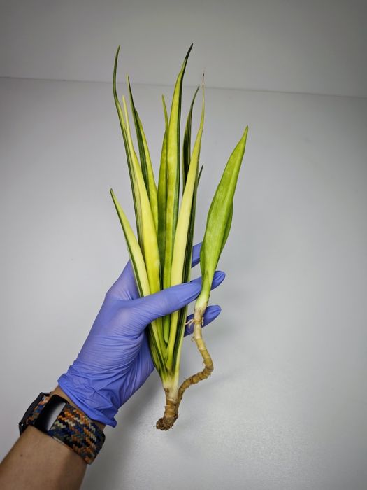 Sansevieria Parva yellow var