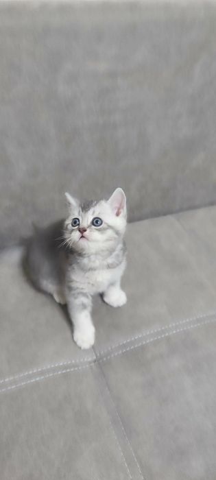 Продам кошенята шотландські прямовухі