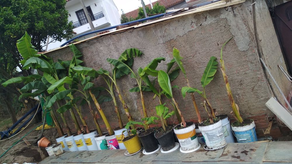 Bananeira Bananeiras Vários tamanhos