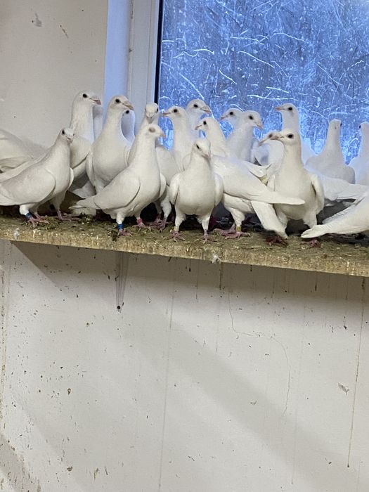 Biale golebie pocztowe